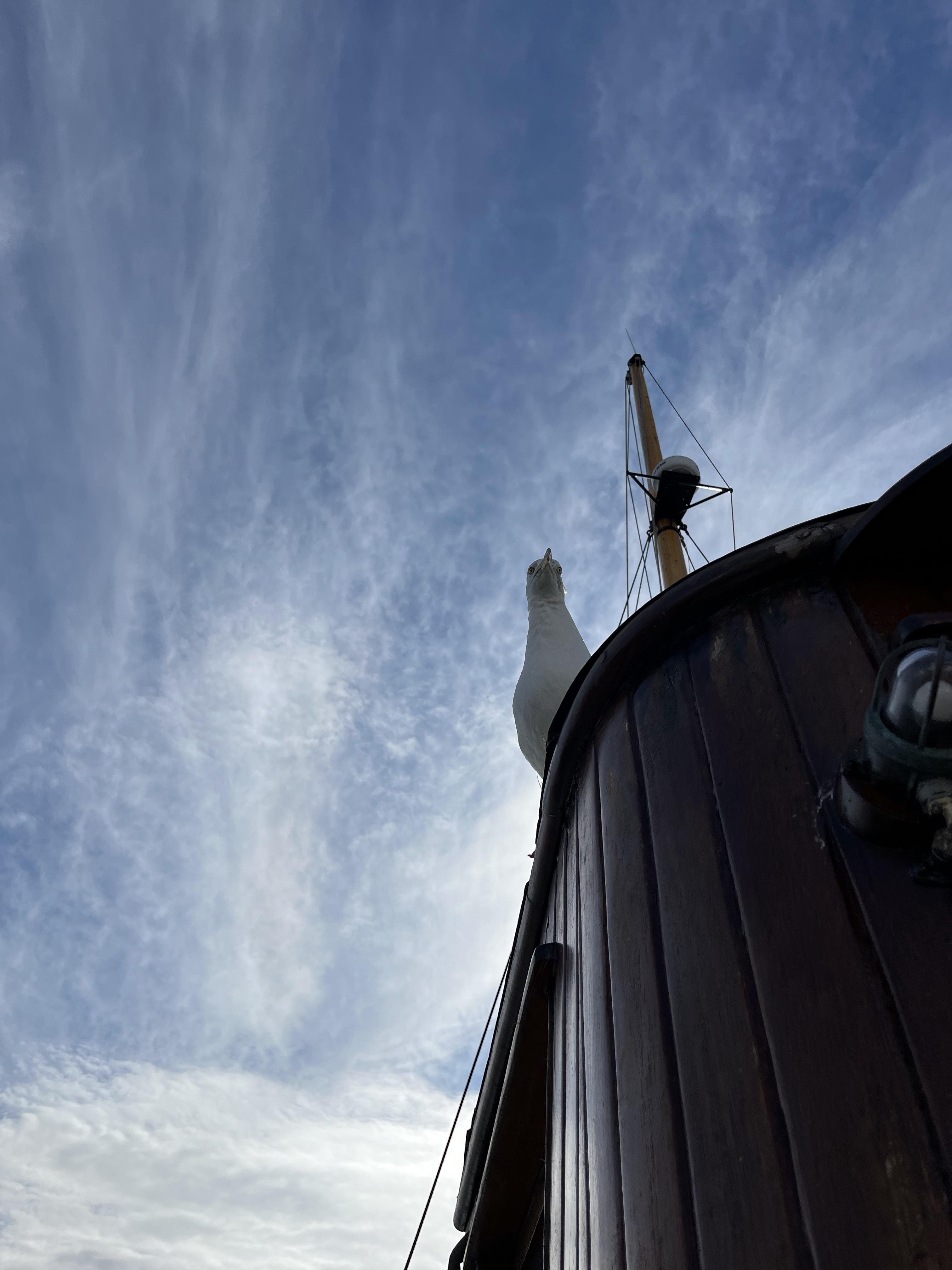 Just seagull - IMG_1634.jpeg